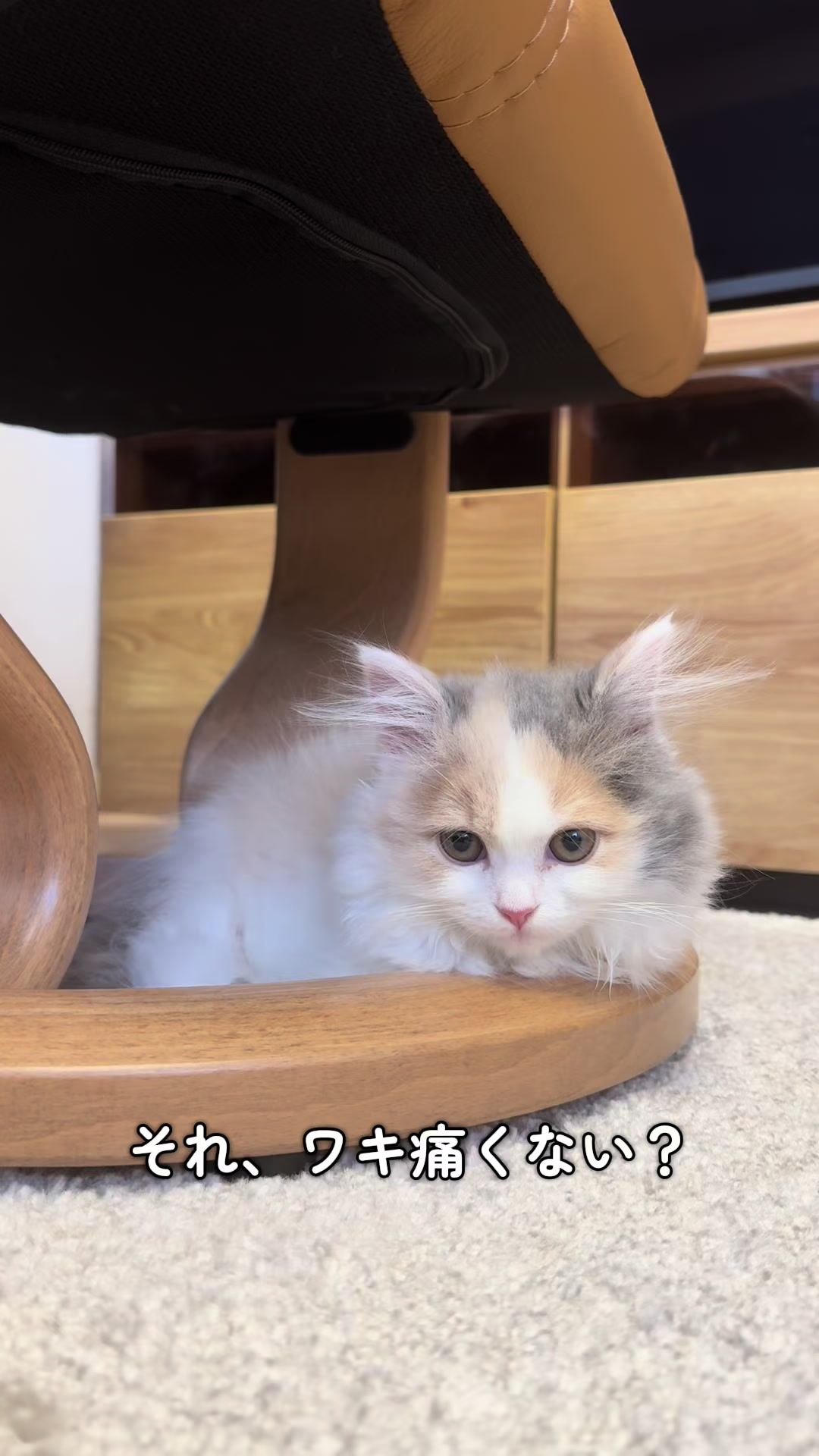 @ねこ日記