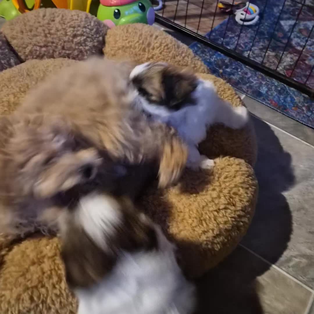 @Barb's Precious Pups