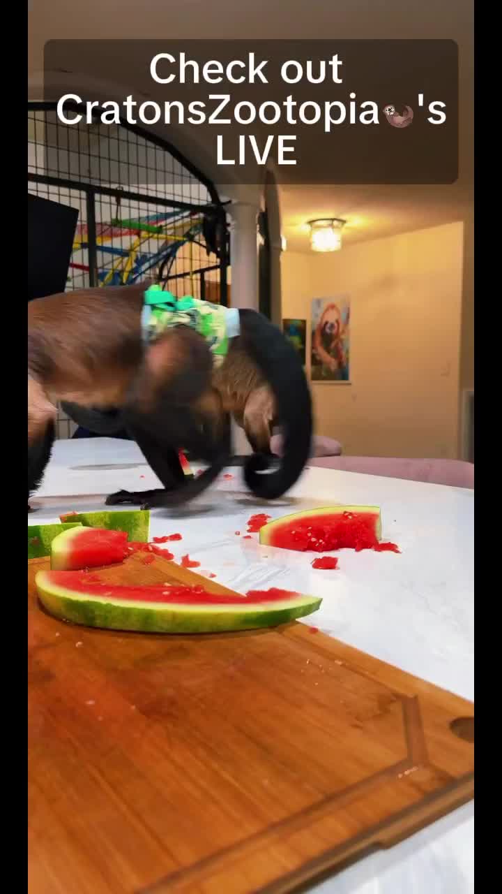 @CowsmackerTalks 🐒👩&zwj;🍳🐬