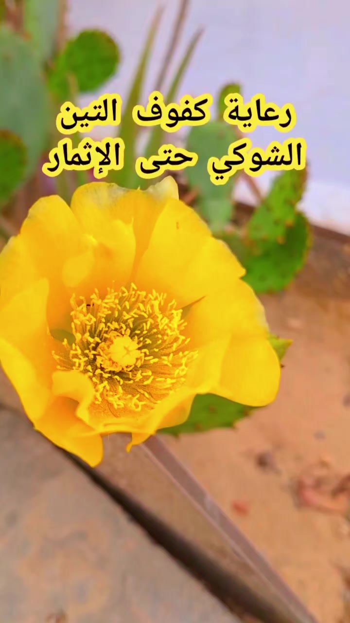 @جنتى