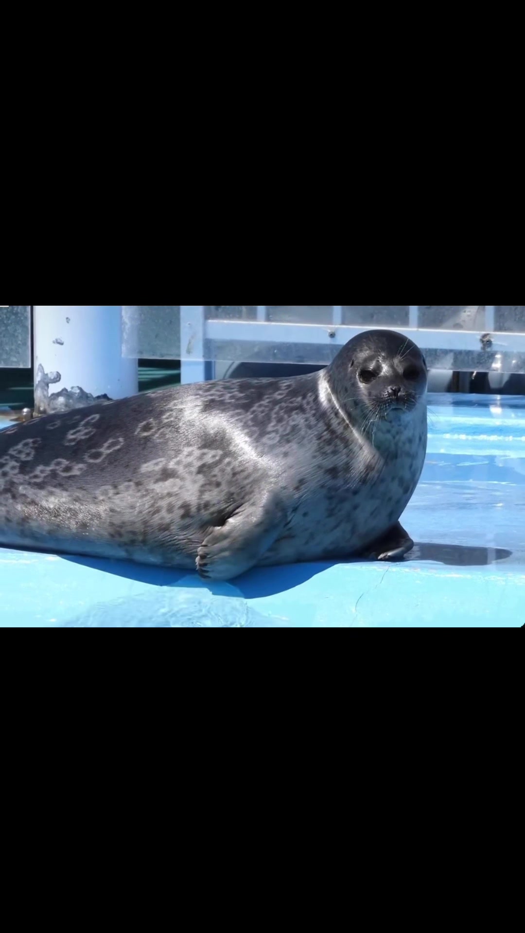 @seal lover 🦭⋆˚꩜｡⋆˚🩵