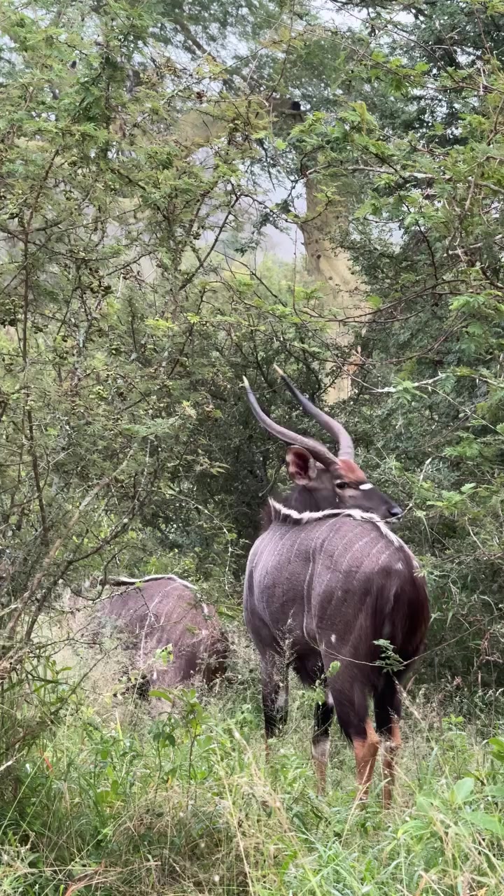 @Animals