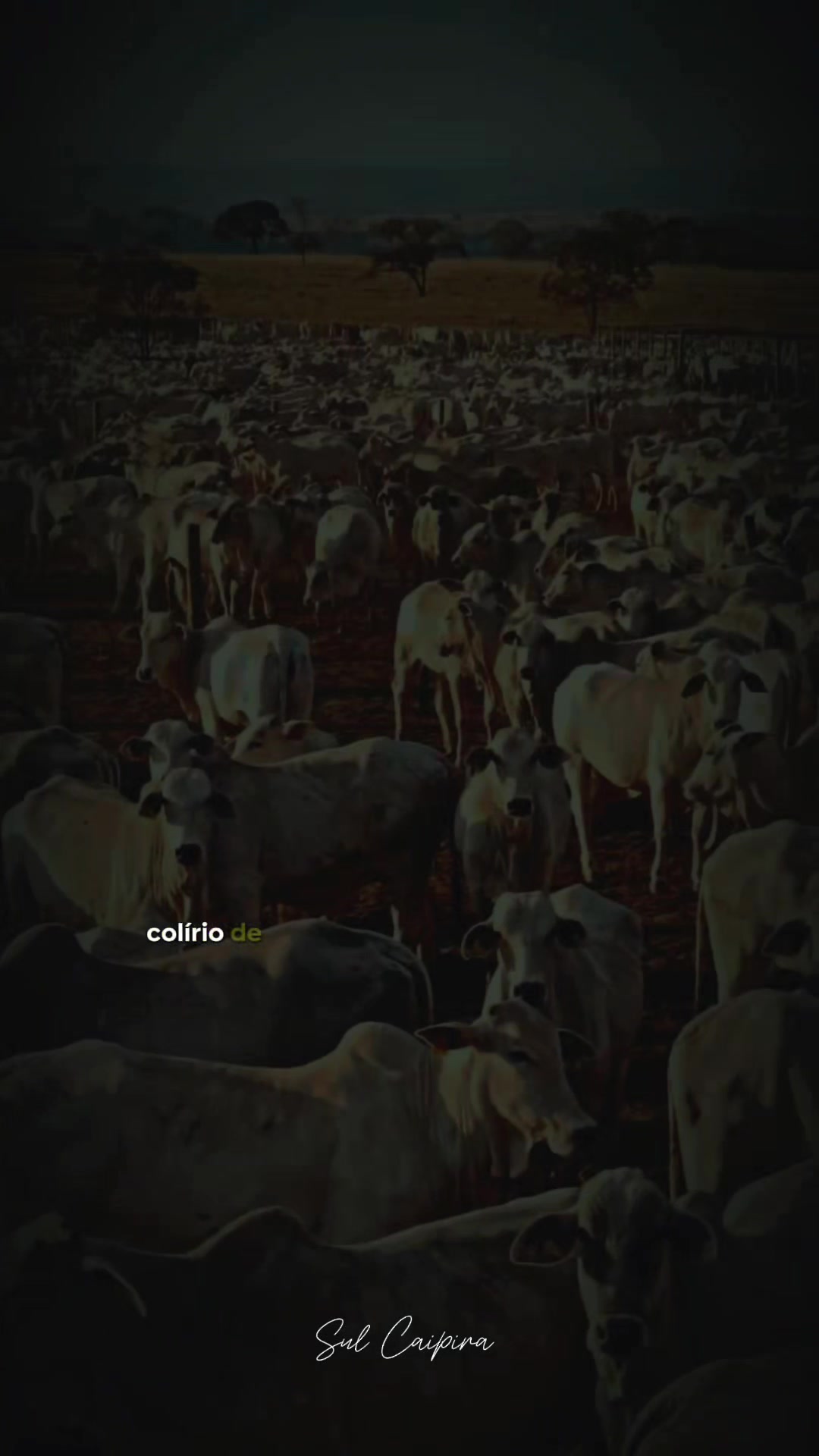 @Sul Caipira