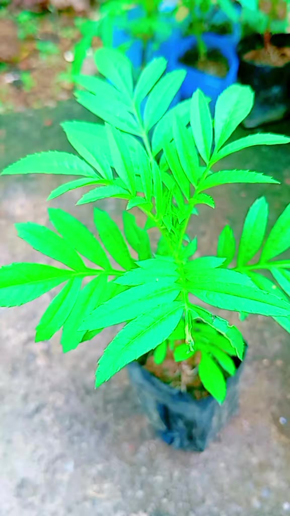 @अर्जुन पौडेल (उपाध्याय )