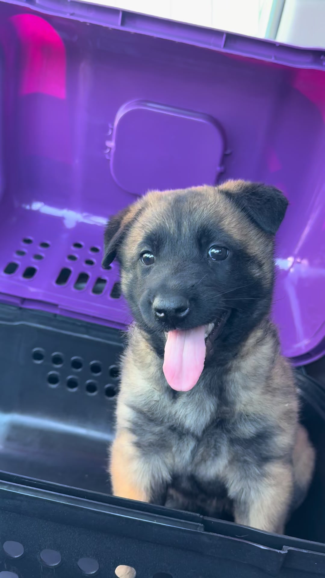 @Aldo🦍&pawla🦮