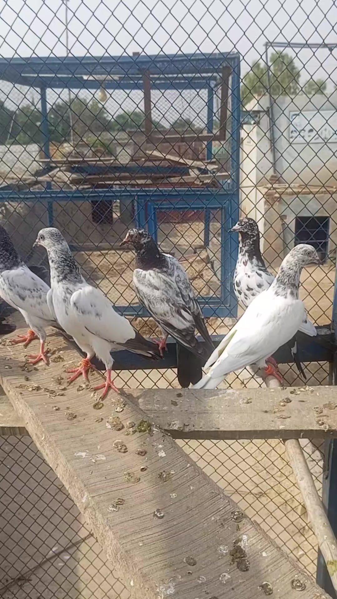 @village pigeons point