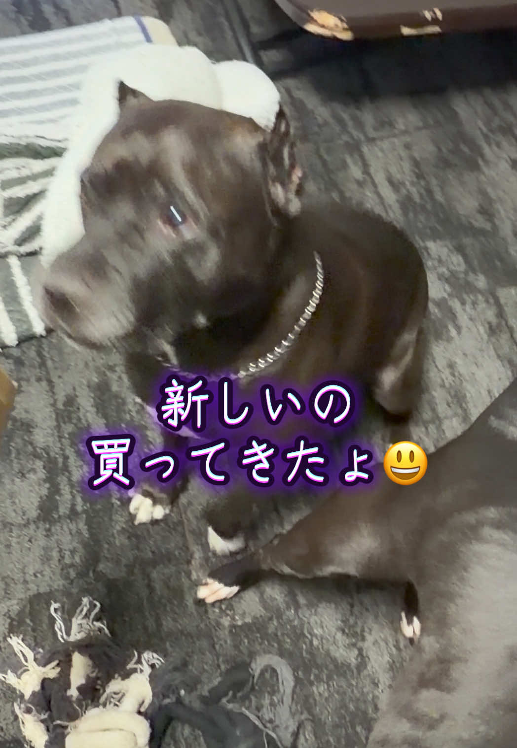 @✌︎·͜·(PᗜN)·͜· ︎︎ᰔᩚ