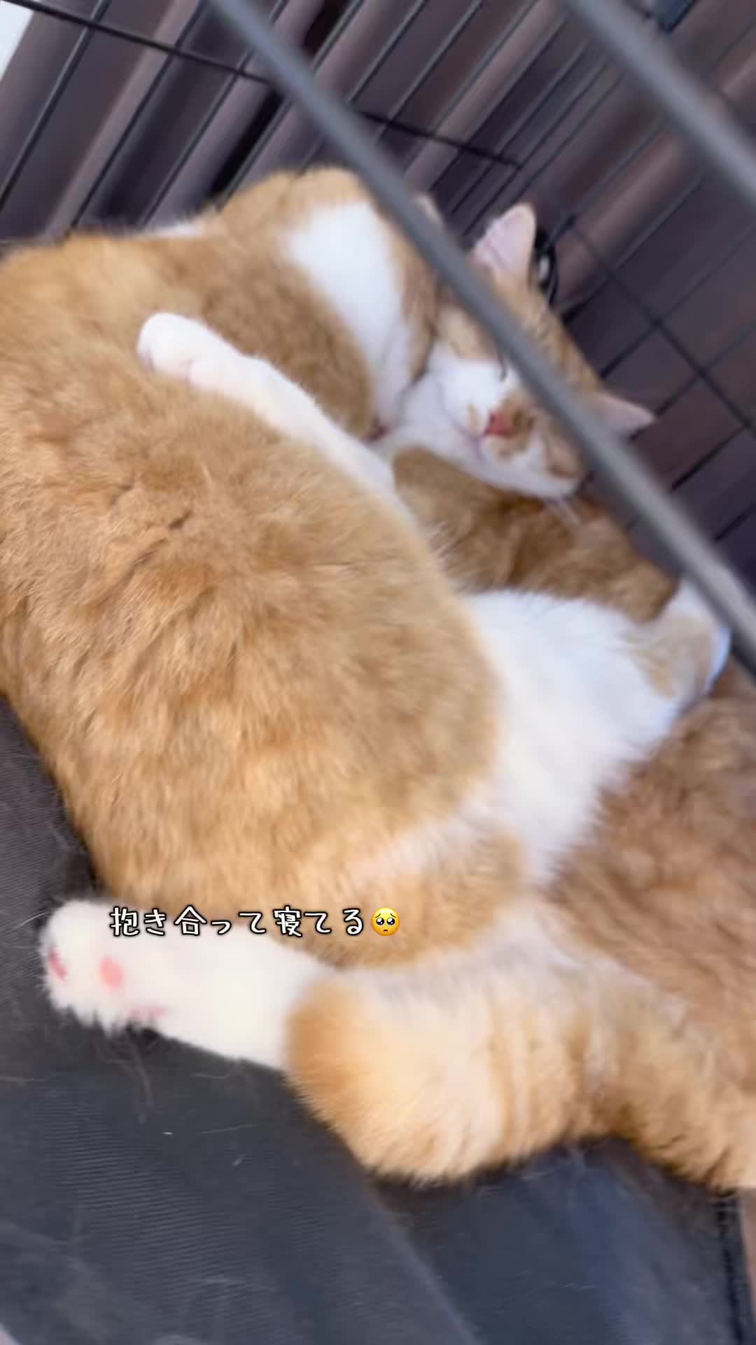 @マロン