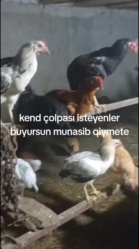 @Cenub_sebeti_ibAy
