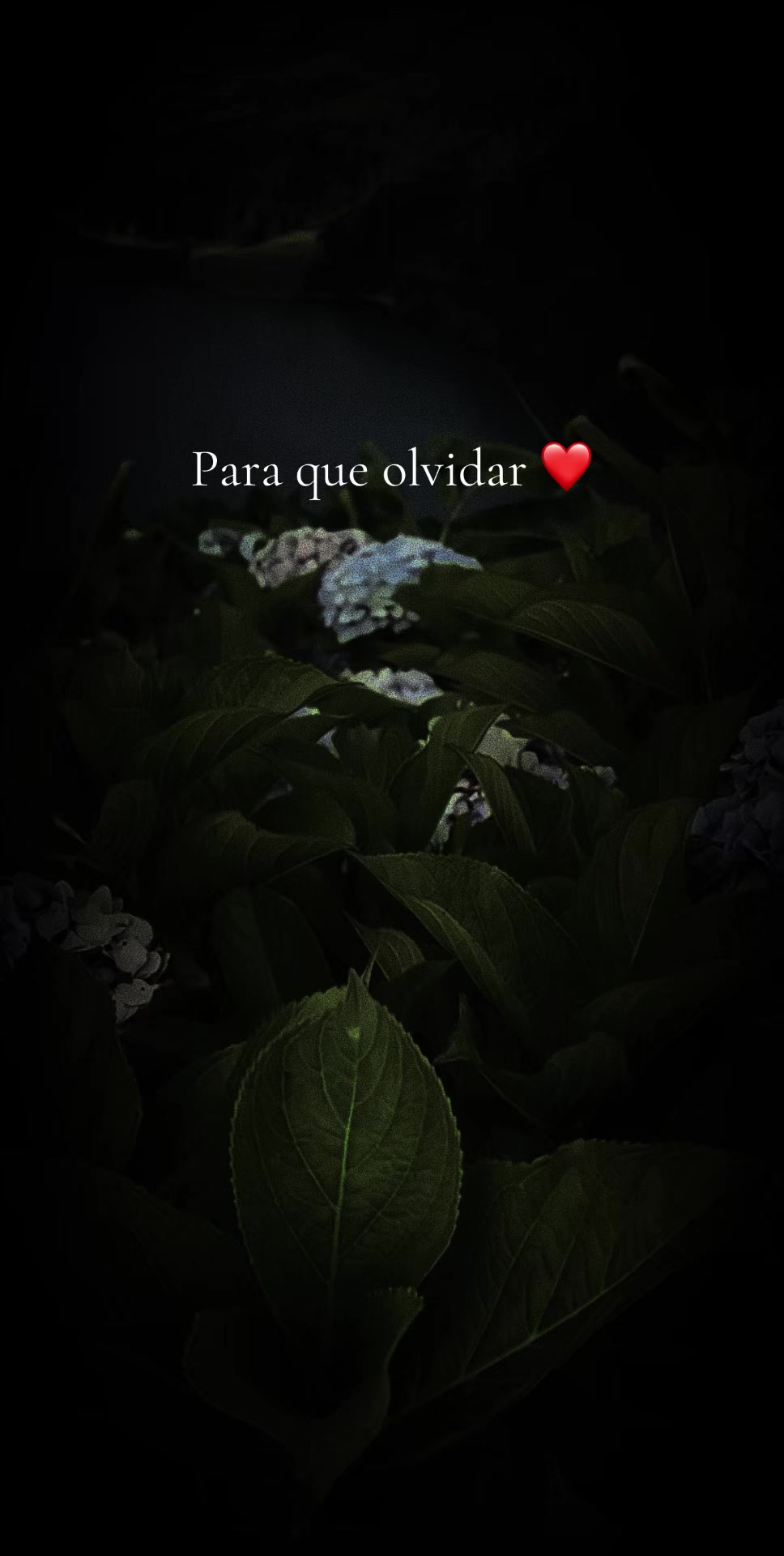 @✨️