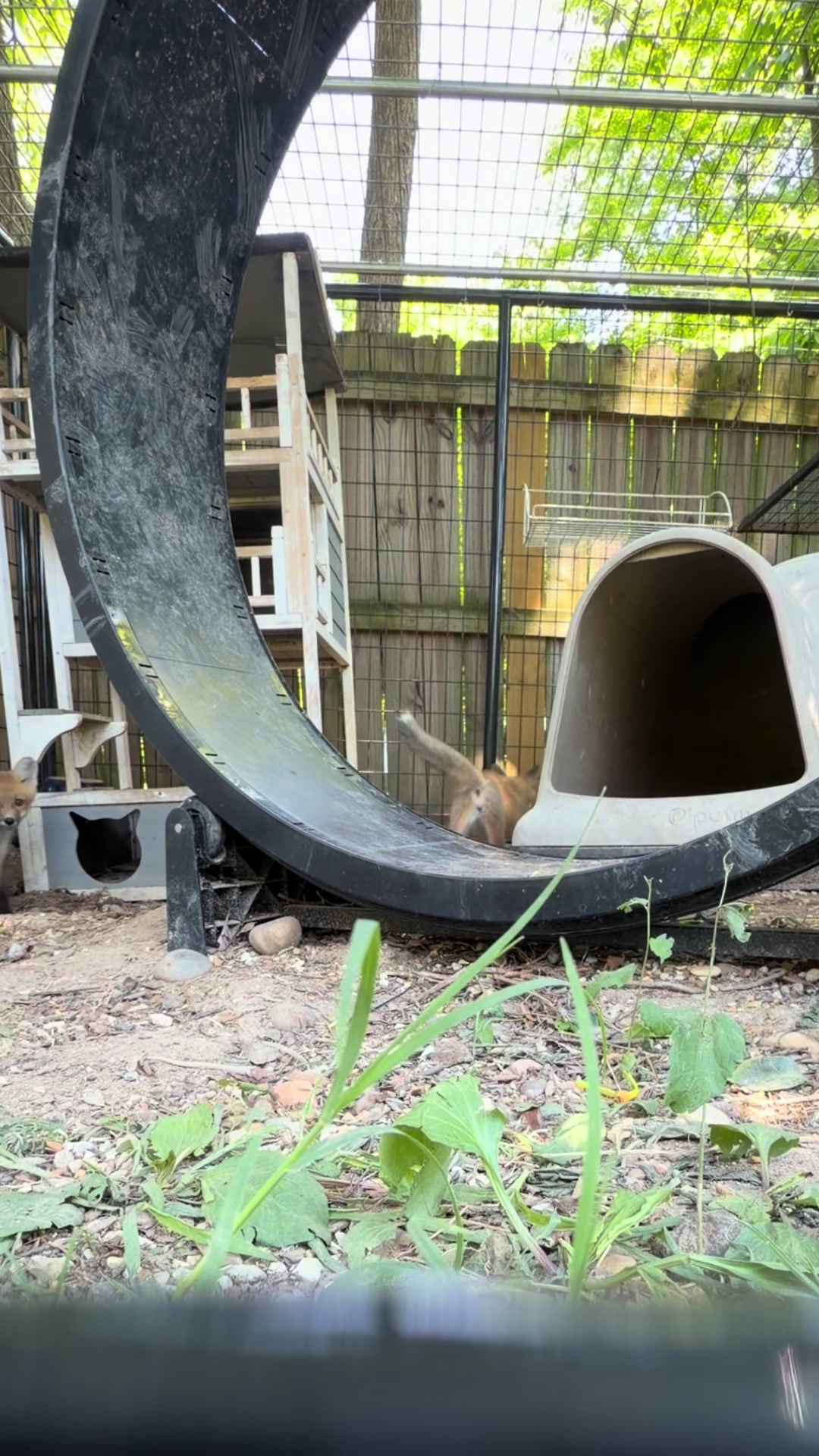 @For Fox Sake Wildlife Rescue