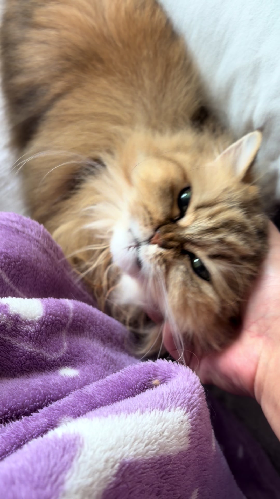 @🦷 Beboo the cat