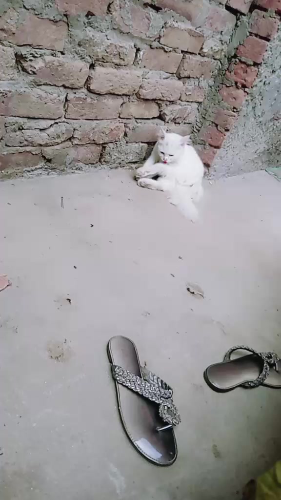 @Butt G