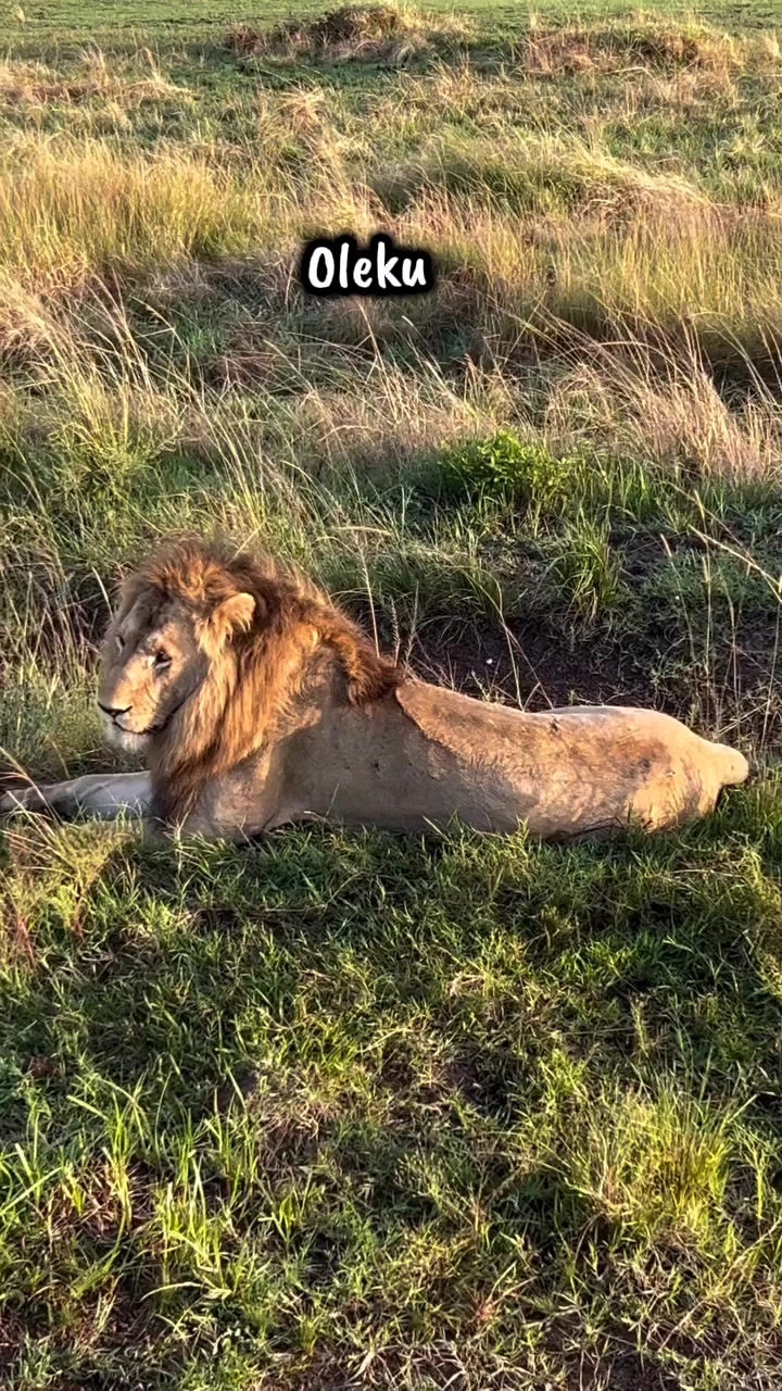 @Leonie 🦁 (Orpadan's version)