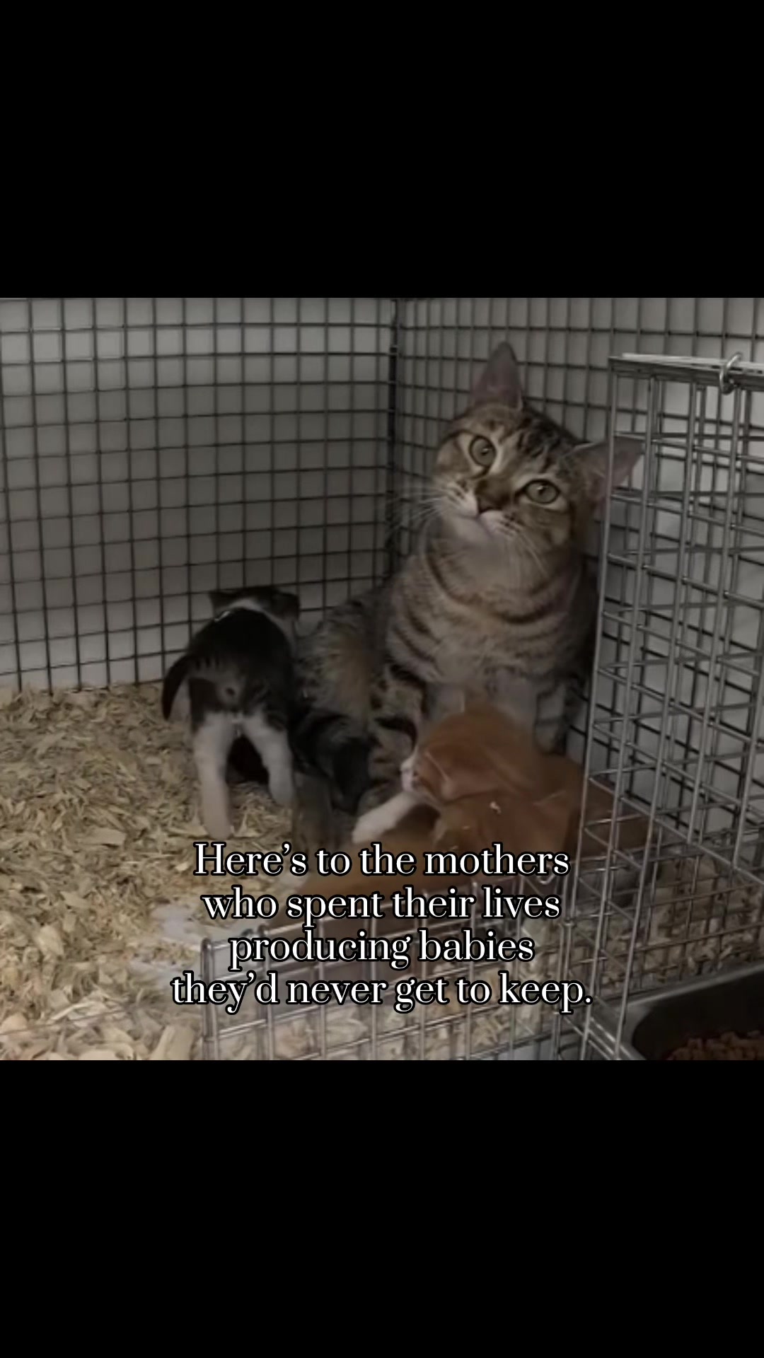 @animalrightsdaily
