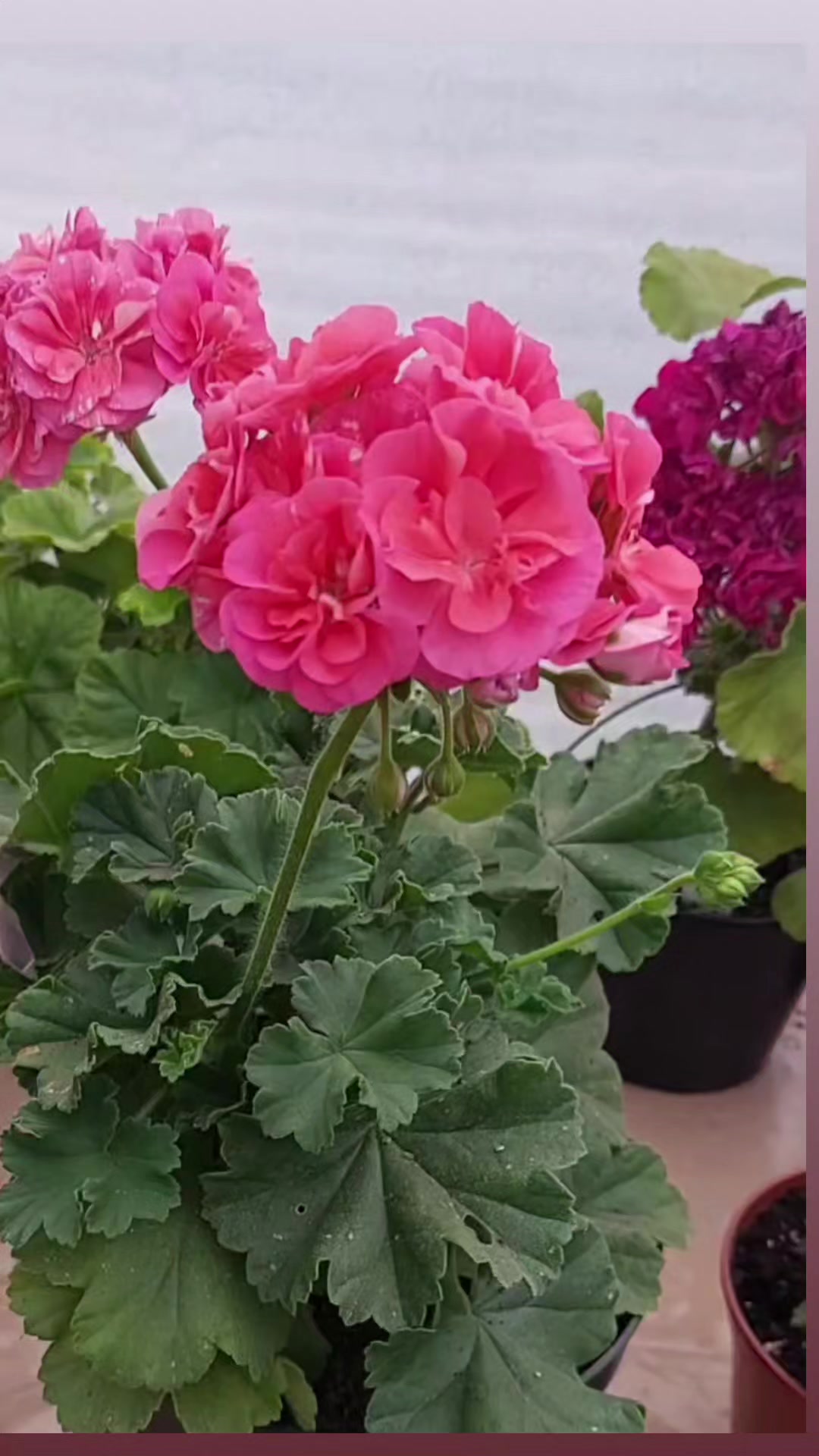 @💧Çiçek dostu 🇹🇷💧