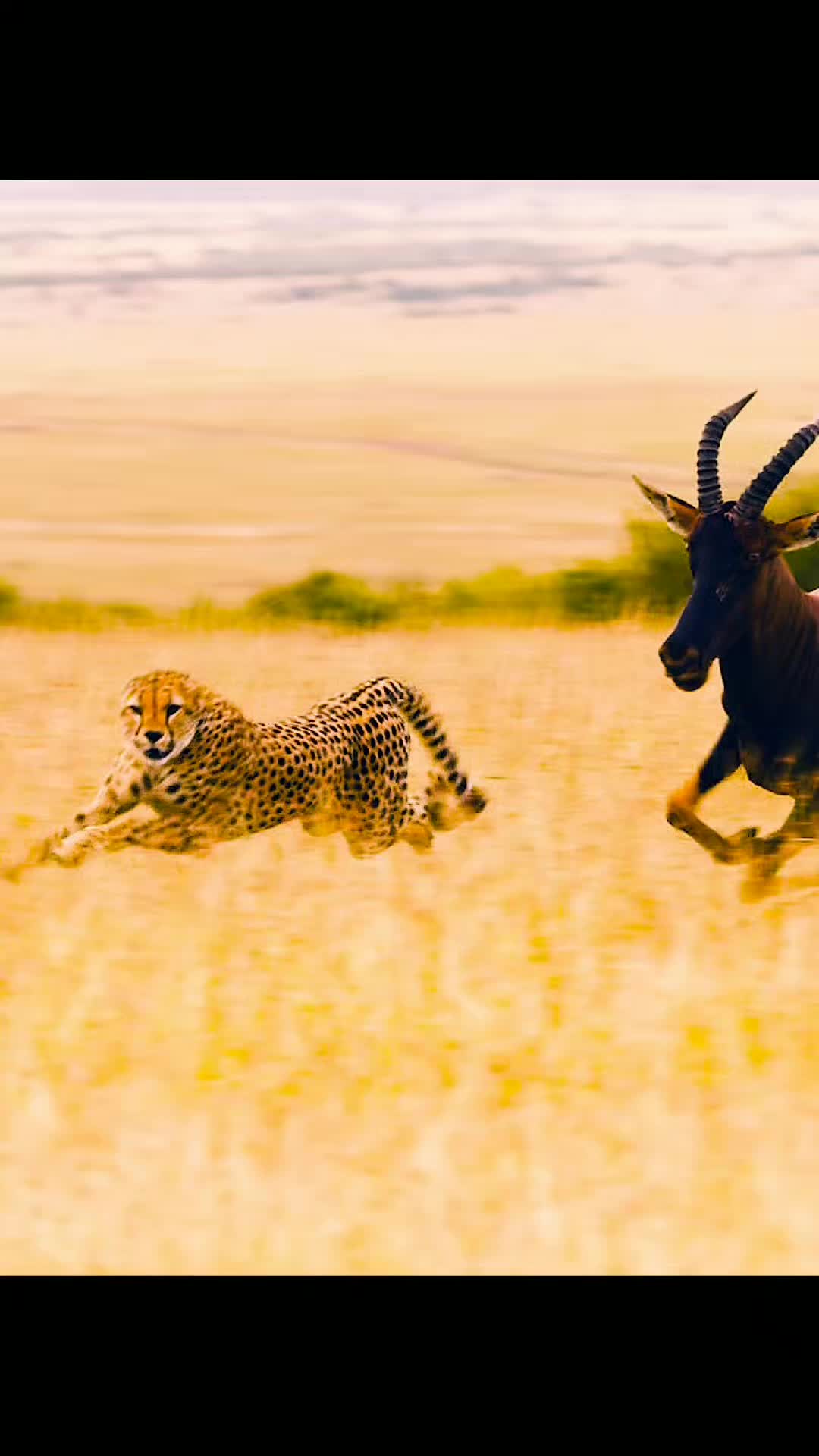 @Animallovers