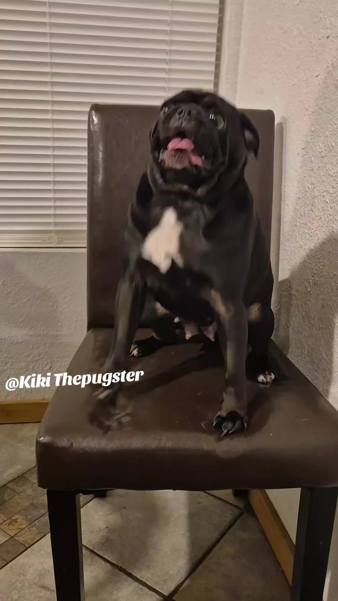 @Kiki&Cupid Thepugster