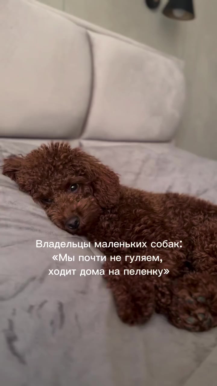 @Наталья Пудель 🐩