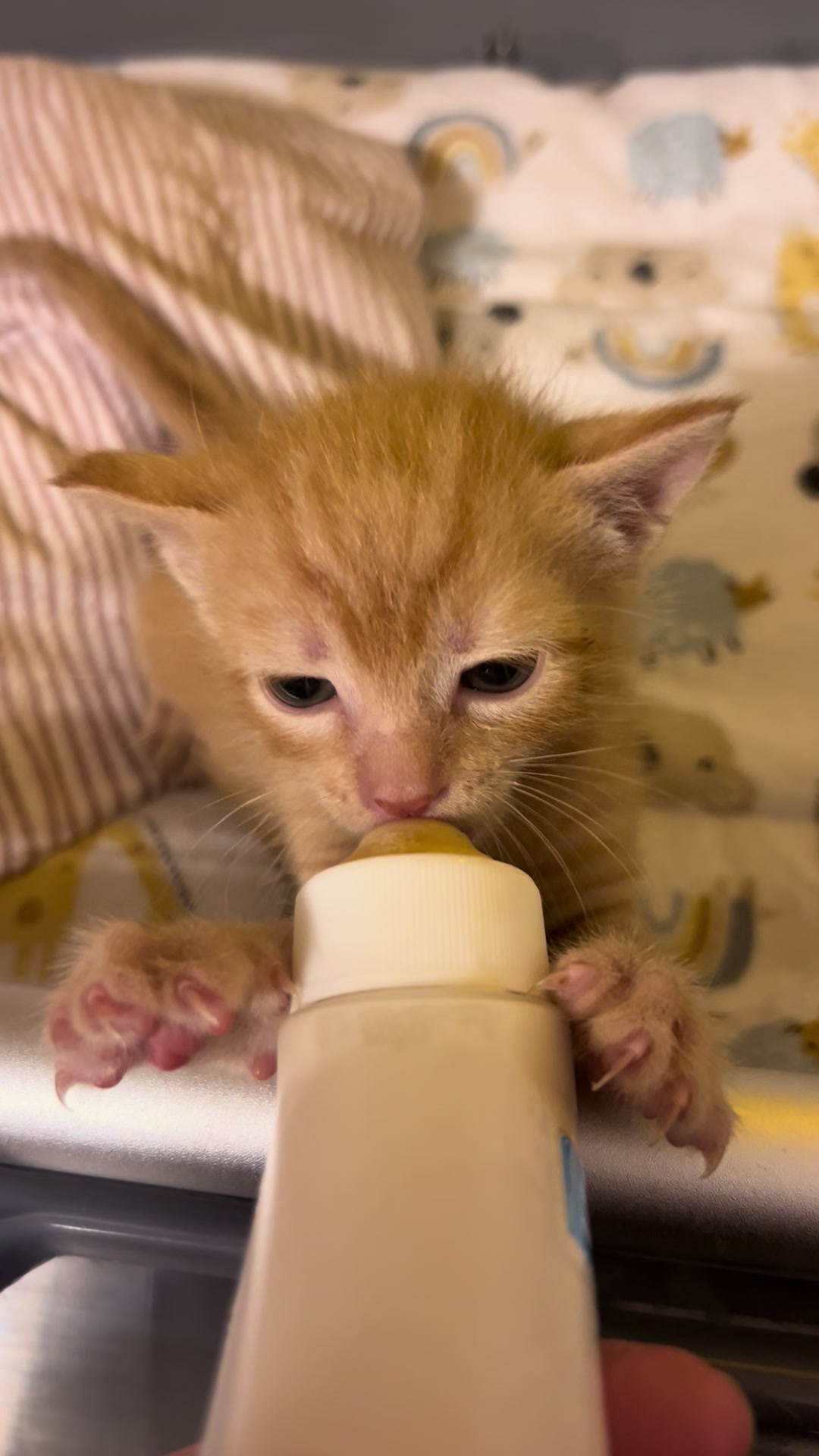 @Kitten.mama