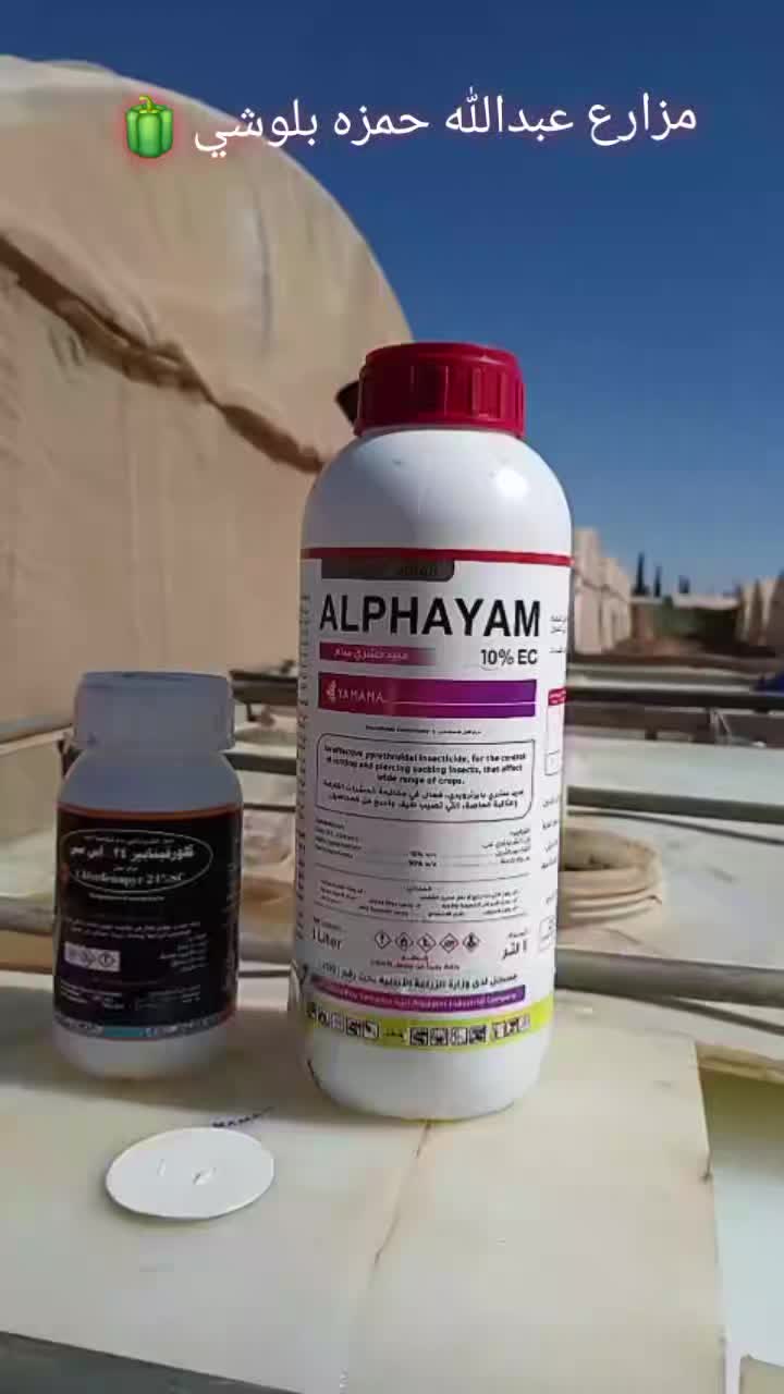 @موسى بلوشي