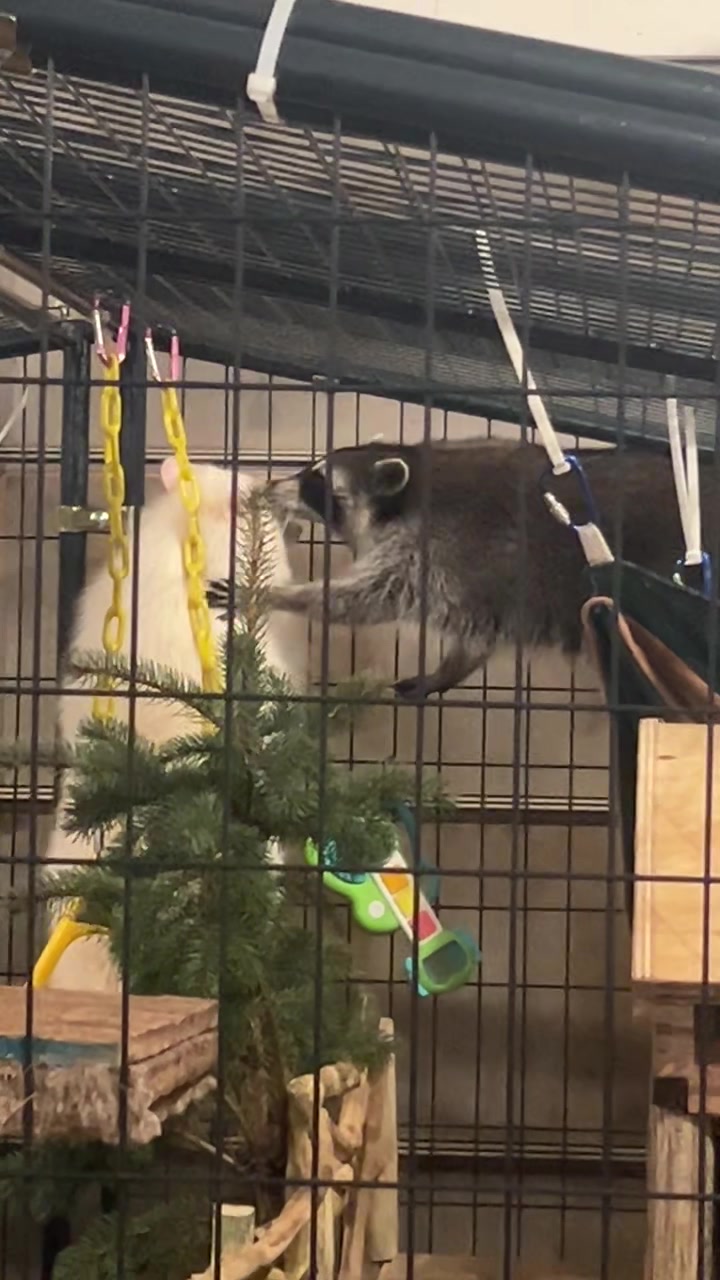 @BushBabyTheRaccoon