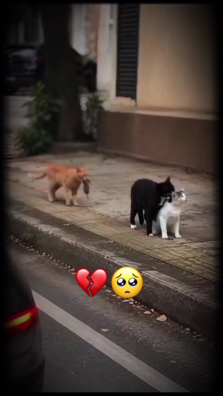 @🅿️ŘĘŤT&Yuml;🧸 📿ĞOĎĎ&Euml;ŚS🎀