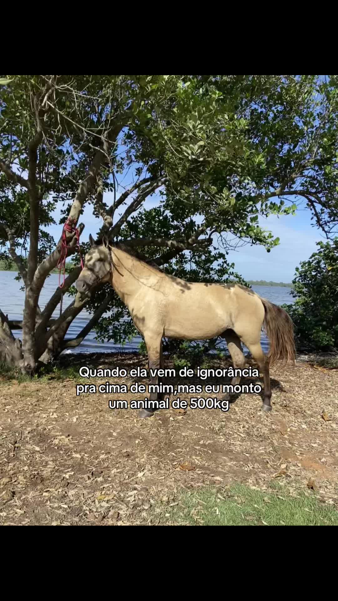 @Pᥱ́r᥆ᥣᥲ ᥱ ᥴᥲριtᥲ̃᥆