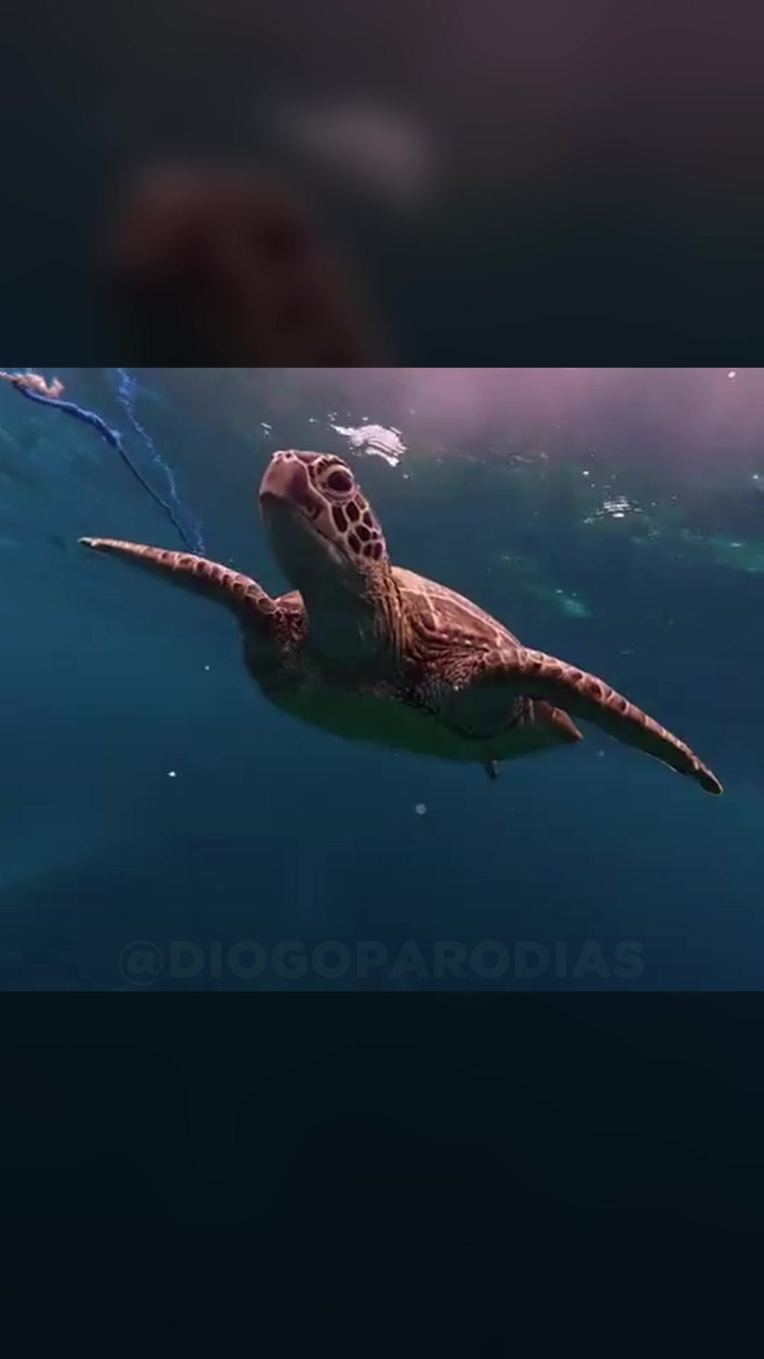 @Diogo Par&oacute;dias