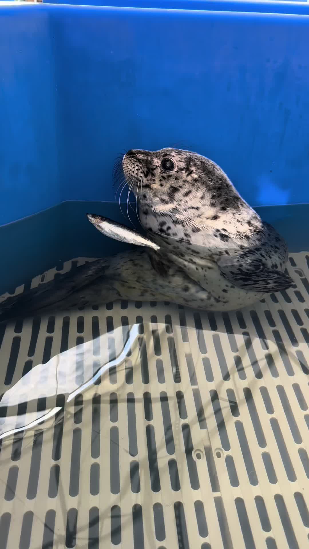 @Marine Mammal Rescue Society