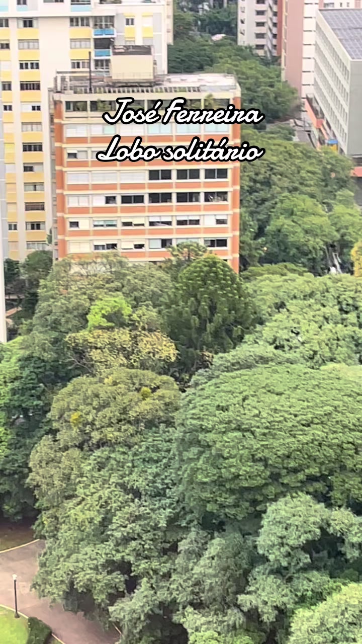 @joseferreiraferreira8