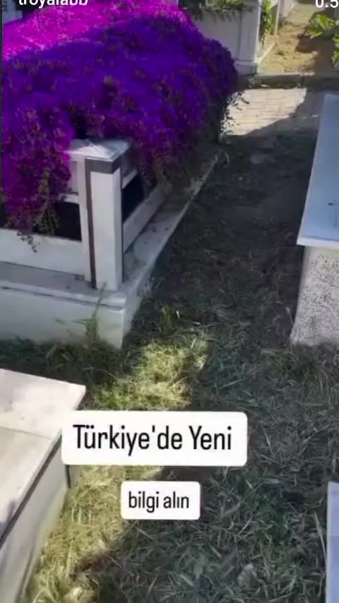 @Lotus bitki satışı