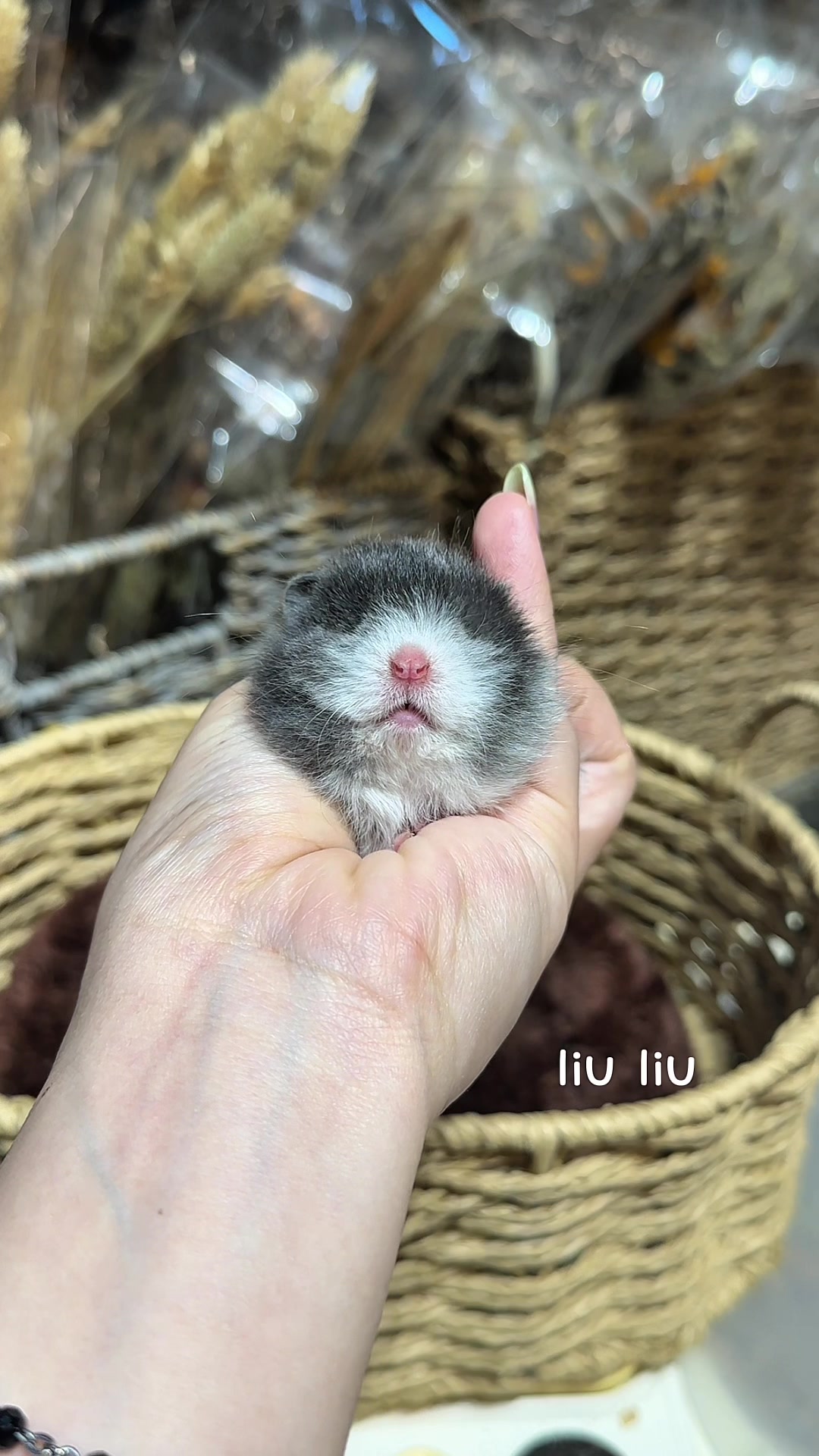@Liu Liu Hamster - Pet Shop
