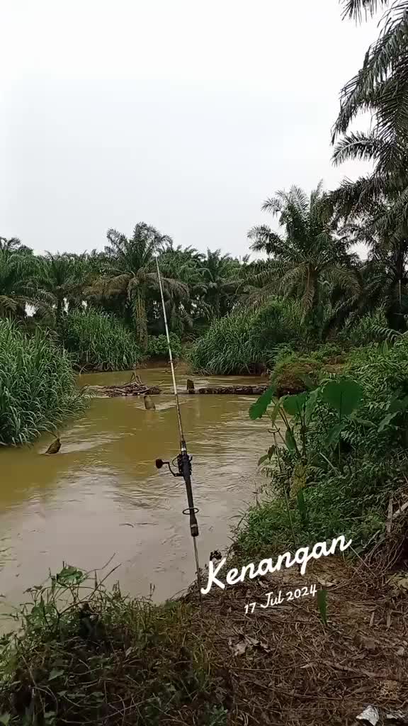 @Toman_Rimba_ll