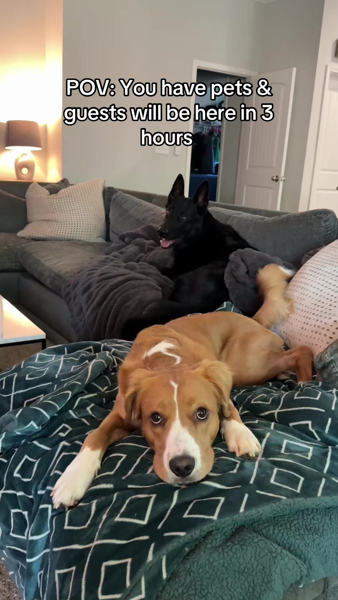 @My Dog&rsquo;s Dope