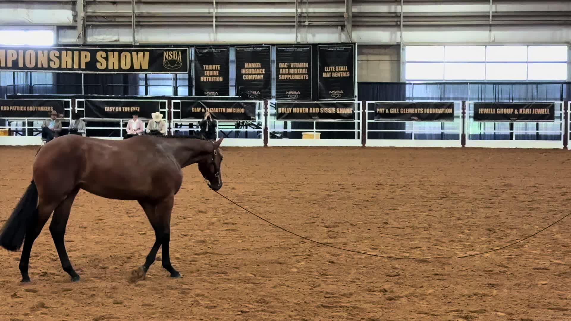 @Farley McLendon Show Horses