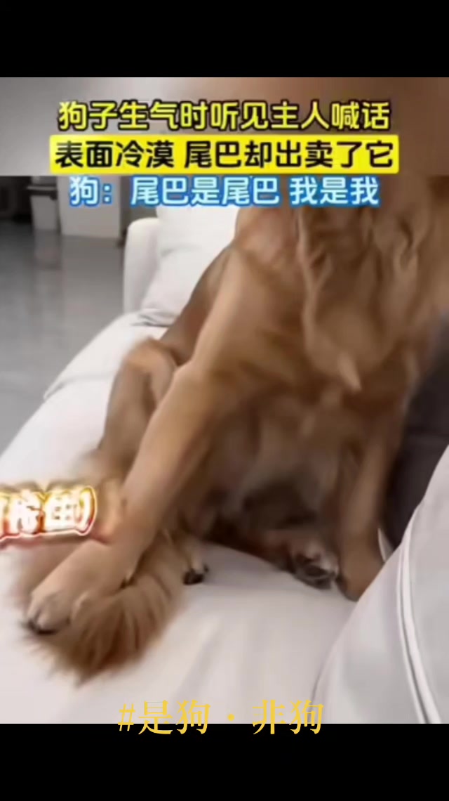 @龍寶兒在台灣