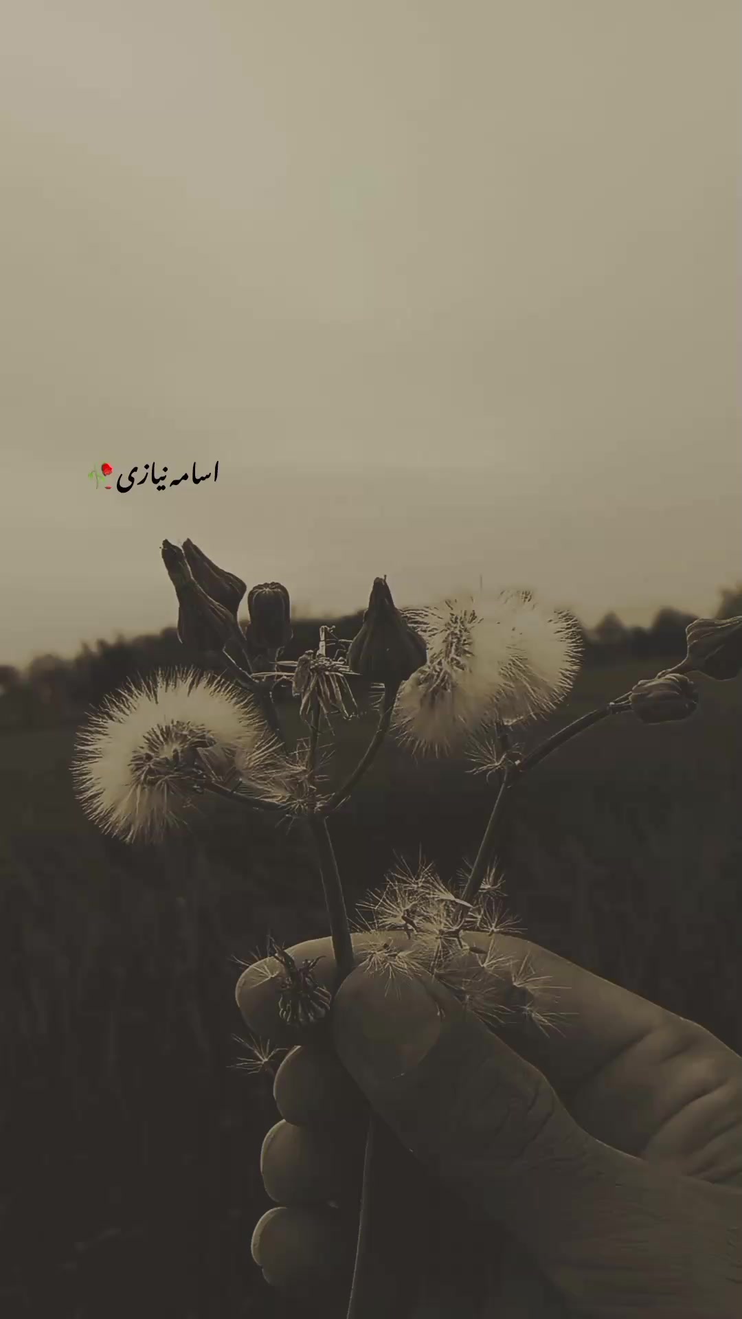 @اُسامہ 🍂