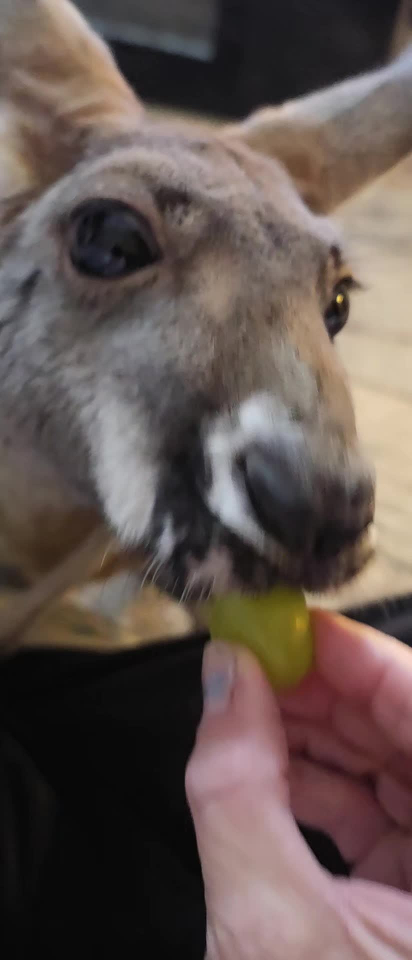 @Penny the Kangaroo 🦘