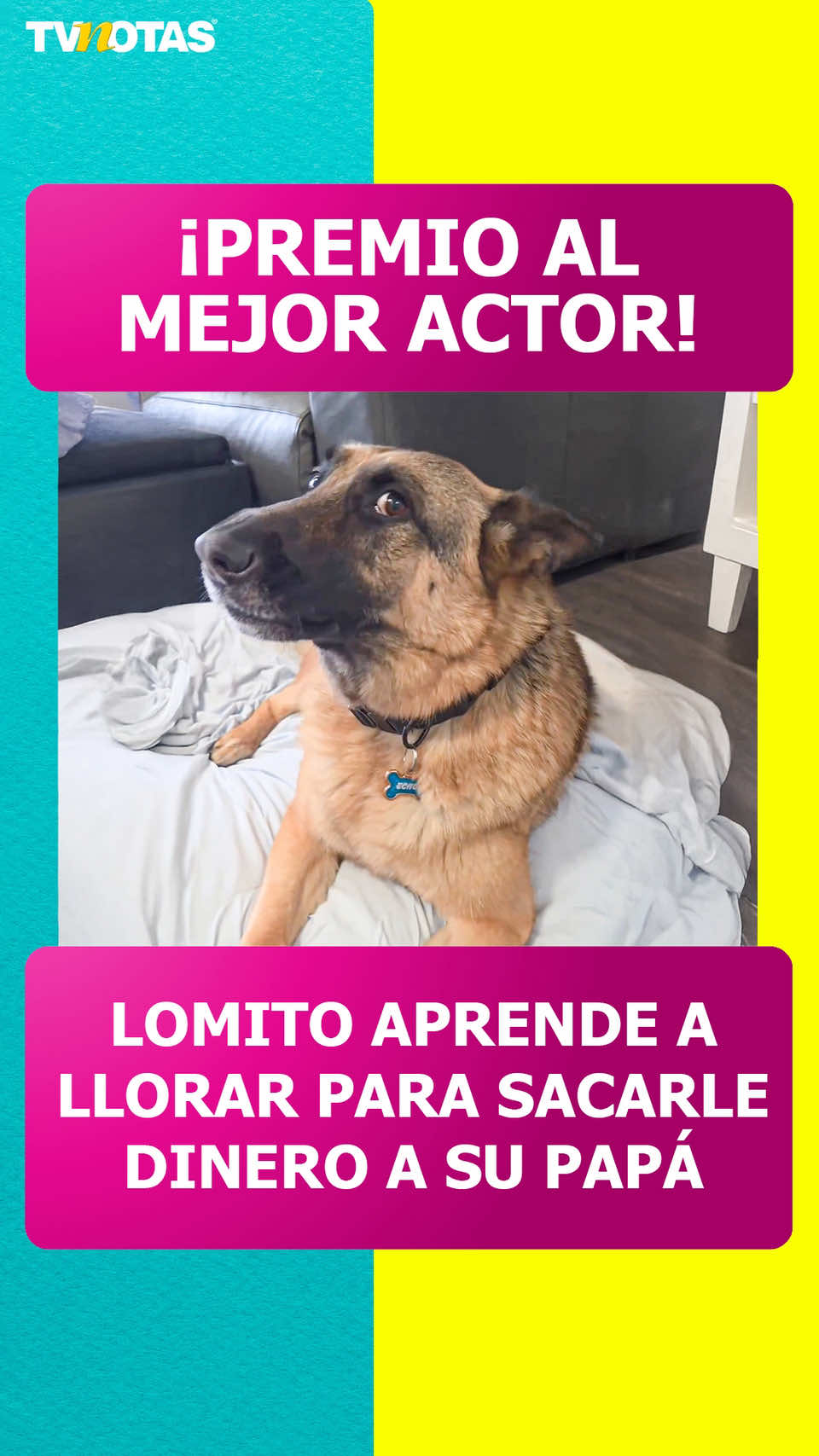 @Revista TVNotas