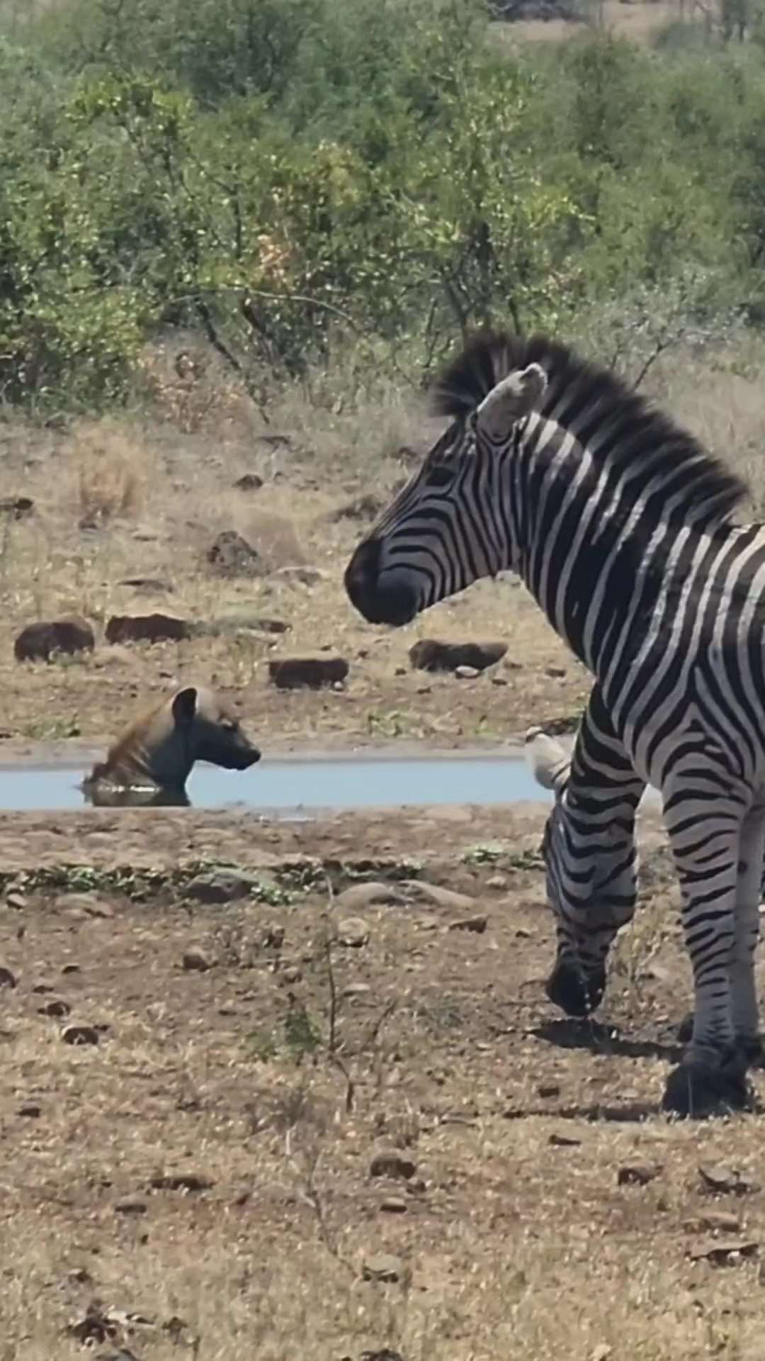 @KPS Safaris and Tours