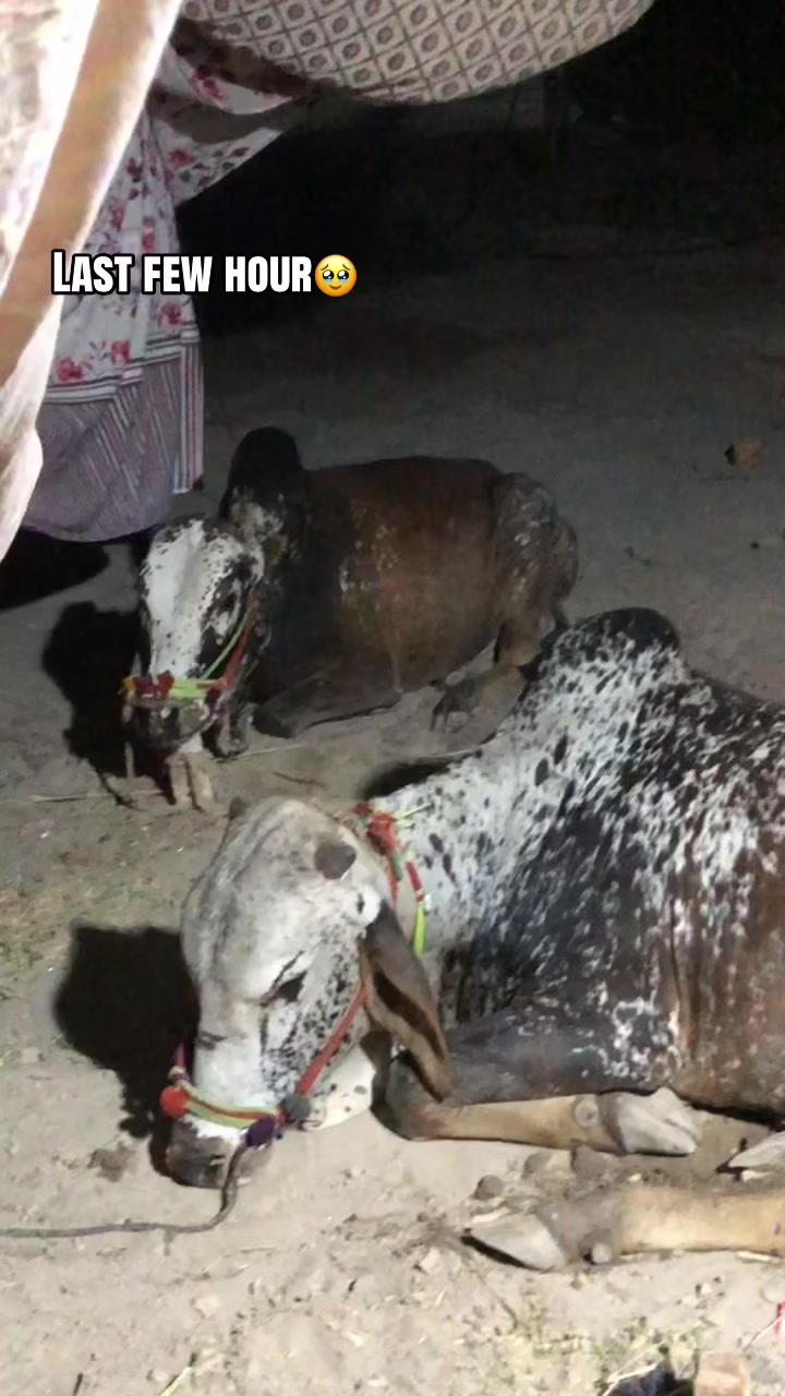 @𝑷𝑼𝑵𝑱𝑨𝑩𝑰𝑨𝑵𝒁 🚩