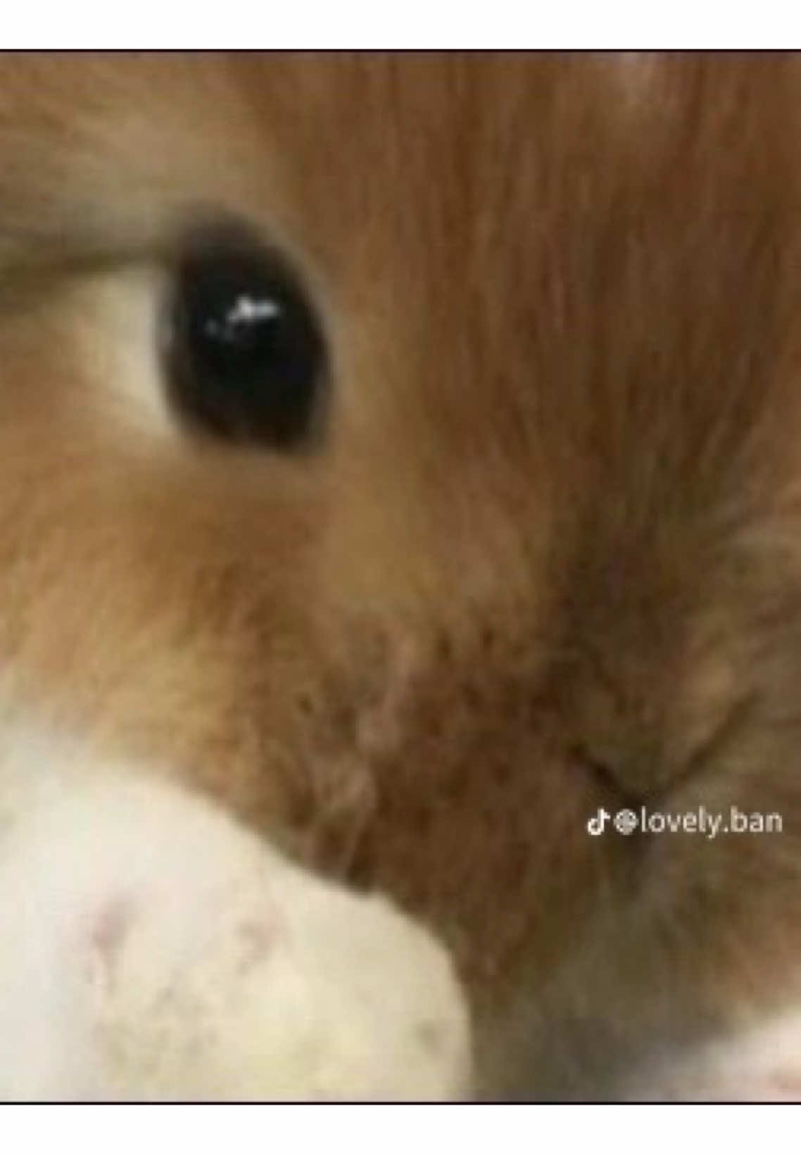 @๐ง๐๐ง๐โ๐พ°