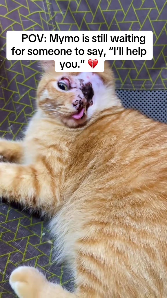 @Pamela rescue cats