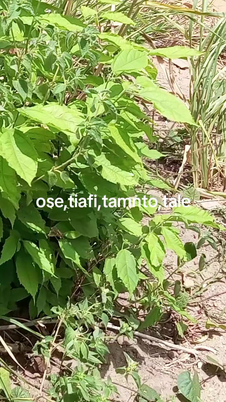 @Dr Omltognu Ogbomnso