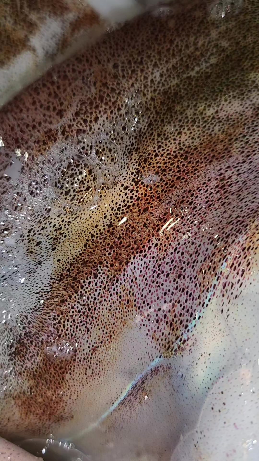 @FirstCallBait&Tackle🎣
