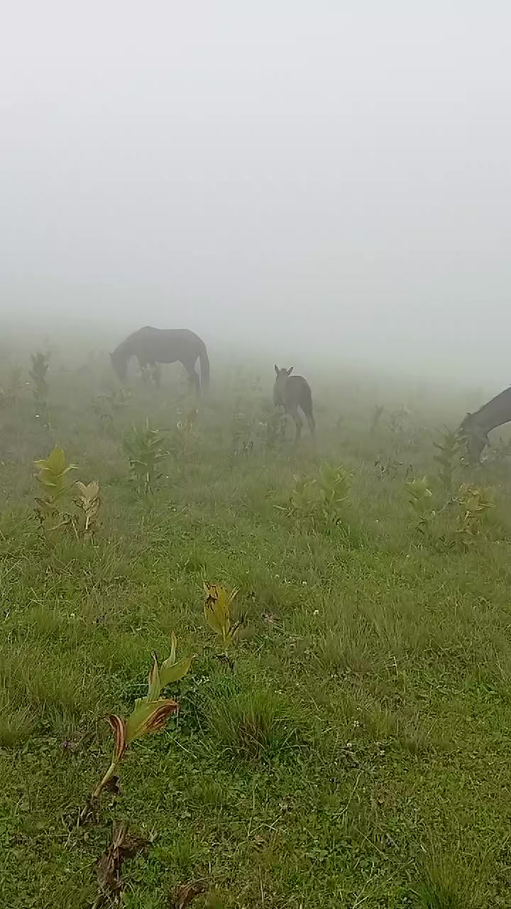 @Վաչե Գևորգյան