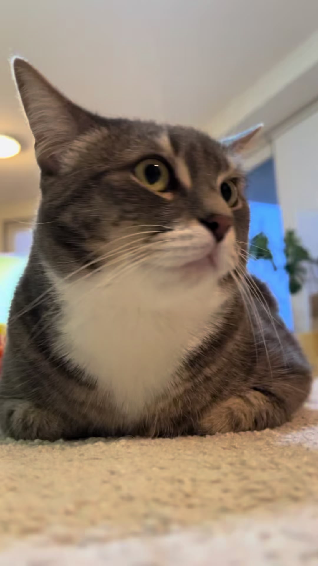 @猫のテツ