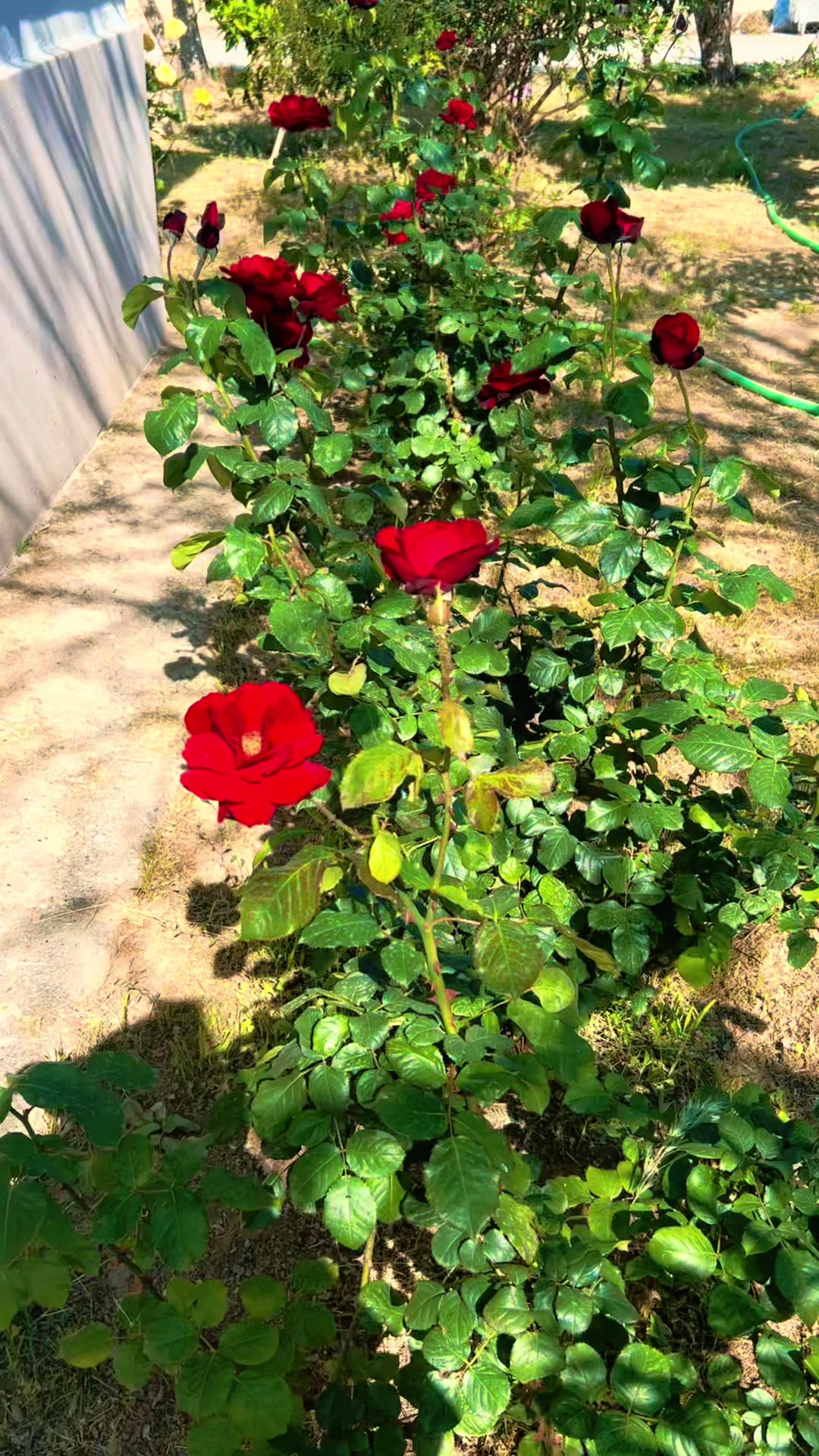 @Kılı&ccedil; Krali&ccedil;esi