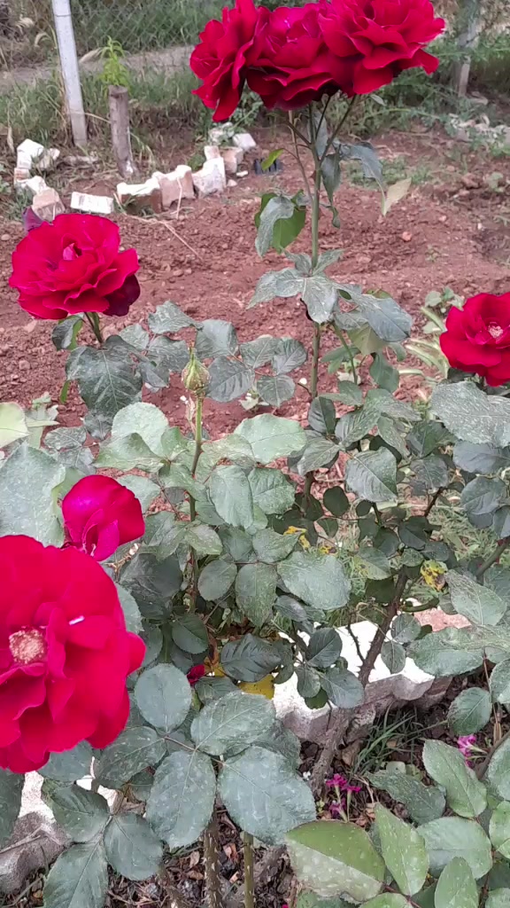 @Gül Ali Karayel